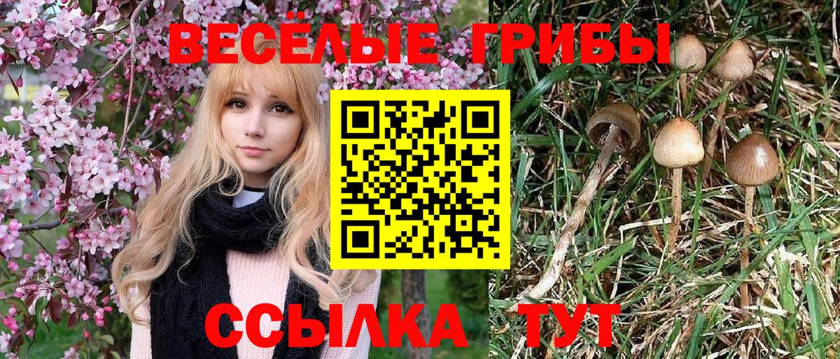 Заводоуковск  Галлюциногенные грибы MAGIC MUSHROOMS  Вход с VPN 